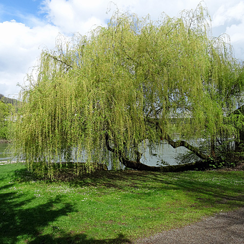 Trauerweide / Salix x sepulcralis